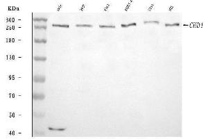 Western blot analysis of CHD1 using anti-CHD1 antibody (ABIN7602361). (CHD1 Antikörper  (AA 71-1250))