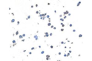 Immunocytochemistry (ICC) image for anti-Lymphocyte-Activation Gene 3 (LAG3) (AA 23-450) antibody (ABIN7455196) (Rekombinanter LAG3 Antikörper  (AA 23-450))