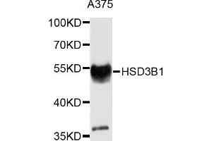 Western blot analysis of extracts of A-375 cells, using HSD3B1 antibody (ABIN5975691) at 1/1000 dilution. (HSD3B1 Antikörper)