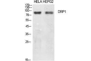 Western Blot analysis of Hela (1), HEPG2 (2), diluted at 1:500.
