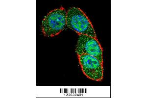 Confocal immunofluorescent analysis of SMAD3 Antibody with Hela cell followed by Alexa Fluor 488-conjugated goat anti-rabbit lgG (green). (SMAD3 Antikörper  (AA 127-156))