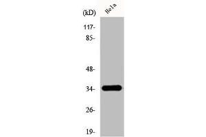 Western Blot analysis of HeLa cells using D-GPCR Polyclonal Antibody (OR51E1 Antikörper  (C-Term))