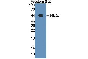 Western Blot; Sample: Recombinant protein. (GOT1 Antikörper  (AA 1-413))