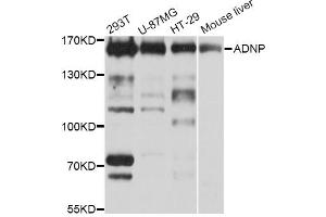 Western blot analysis of extracts of various cell lines, using ADNP Antibody (ABIN1870830) at 1:1000 dilution. (ADNP Antikörper)