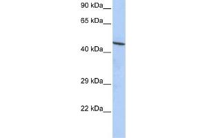 WB Suggested Anti-CCDC16 Antibody Titration:  0. (CCDC16 Antikörper  (N-Term))