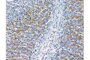 ABIN6261381 and ABIN6278681 at 1/100 staining rat stomach tissue by IHC-P. (DUSP14 Antikörper  (Internal Region))