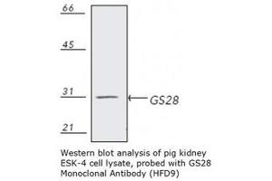 Image no. 1 for anti-Golgi SNAP Receptor Complex Member 1 (GOSR1) antibody (ABIN364104) (GS28 Antikörper)