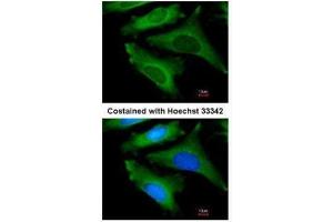 Immunofluorescence (IF) image for anti-Interleukin 1 Receptor Antagonist (IL1RN) antibody (ABIN2856394)