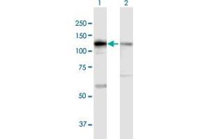 Western Blot analysis of DIS3 expression in transfected 293T cell line by DIS3 MaxPab polyclonal antibody.