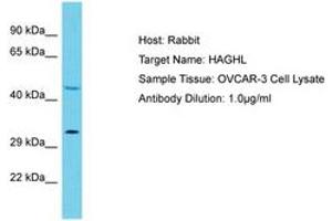 Image no. 1 for anti-Hydroxyacylglutathione Hydrolase-Like (HAGHL) (C-Term) antibody (ABIN6750565) (HAGHL Antikörper  (C-Term))