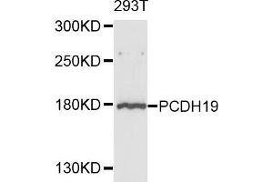 Western blot analysis of extracts of 293T cells, using PCDH19 antibody (ABIN4904699) at 1:1000 dilution. (PCDH19 Antikörper)