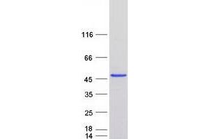 Validation with Western Blot (ATG3 Protein (Myc-DYKDDDDK Tag))