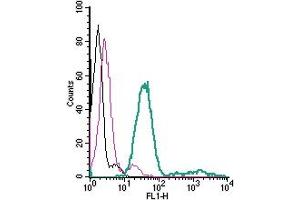 anti-Purinergic Receptor P2X, Ligand-Gated Ion Channel, 7 (P2RX7) (AA 136-152), (Extracellular) antibody (FITC)