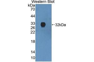 Western Blotting (WB) image for anti-Annexin A6 (ANXA6) (AA 2-251) antibody (ABIN1862168)