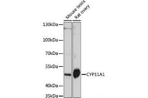 Western blot analysis of extracts of various cell lines using CYP11A1 Polyclonal Antibody at dilution of 1:1000. (CYP11A1 Antikörper)