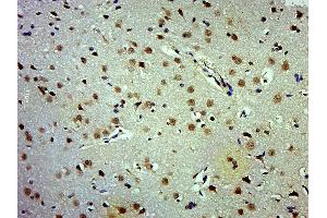 Paraformaldehyde-fixed, paraffin embedded Rat brain; Antigen retrieval by boiling in sodium citrate buffer (pH6. (APC1 Antikörper  (pSer377))