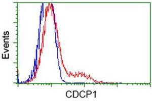 HEK293T cells transfected with either RC220633 overexpress plasmid (Red) or empty vector control plasmid (Blue) were immunostained by anti-CDCP1 antibody (ABIN2454040), and then analyzed by flow cytometry. (CDCP1 Antikörper)
