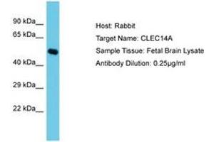 Image no. 1 for anti-C-Type Lectin Domain Family 14, Member A (CLEC14A) (C-Term) antibody (ABIN6750554) (CLEC14A Antikörper  (C-Term))