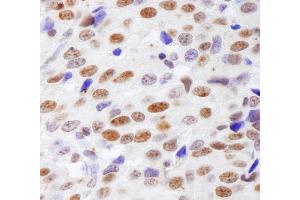 Immunohistochemistry (IHC) image for anti-Histone H4 (HISTH4) (AA 1-50) antibody (ABIN7453609) (Histone H4 Antikörper  (AA 1-50))