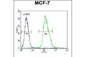 Flow cytometric analysis of MCF-7 cells (right histogram) compared to a negative control cell (left histogram). (MFAP4 Antikörper  (C-Term))