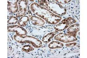 Immunohistochemical staining of paraffin-embedded Kidney tissue using anti-SRR mouse monoclonal antibody. (SRR Antikörper)