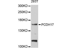 Western blot analysis of extracts of 293T cells, using PCDH17 antibody.
