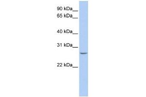 WB Suggested Anti-RBPMS Antibody Titration:  0. (RBPMS Antikörper  (N-Term))