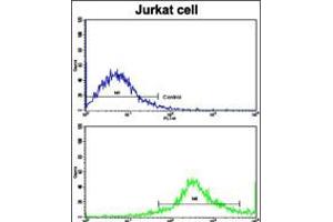 Flow cytometric analysis of jurkat cells using CD8B Antibody (N-term)(bottom histogram) compared to a negative control cell (top histogram).