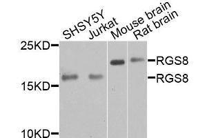 Western blot analysis of extracts of various cell lines, using RGS8 antibody (ABIN6003696) at 1/1000 dilution.