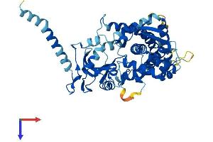 CYP26A1 Protein (AA 1-497) (His tag)