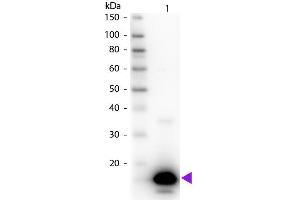 Western Blot of Rabbit anti-Avidin Biotin Conjugated Antibody. (Avidin Antikörper  (Biotin))