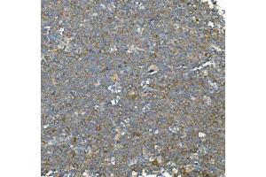 IHC analysis of Hsc70 using anti-Hsc70 antibody (ABIN7601962). (Hsc70 Antikörper  (AA 520-614))