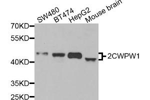 Western blot analysis of extracts of various cell lines, using ZCWPW1 antibody. (ZCWPW1 Antikörper)