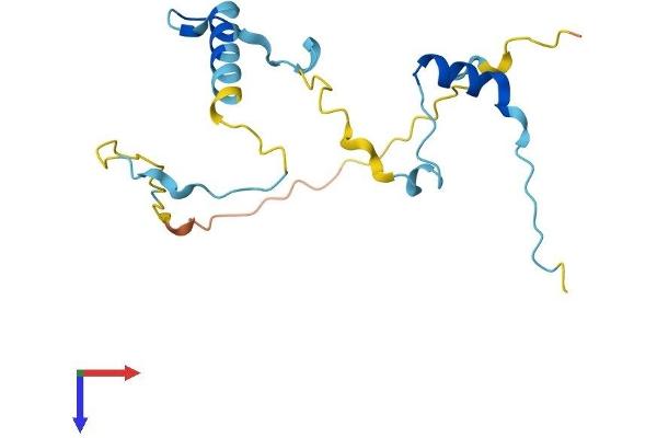 KIAA1143 Protein (KIAA1143) (AA 1-154) (His tag)