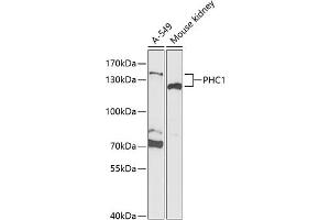 Western blot analysis of extracts of various cell lines, using PHC1 Antibody (ABIN6133147, ABIN6145525, ABIN6145526 and ABIN6221541) at 1:1000 dilution. (PHC1 Antikörper  (AA 750-940))