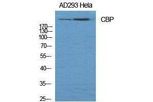 Western Blot (WB) analysis of specific cells using CBP Polyclonal Antibody. (CBP Antikörper  (Ser262))