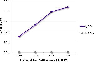 ELISA plate was coated with purified human IgG Fc and IgG Fab. (Ziege anti-Human IgG (Fc Region) Antikörper (Biotin))
