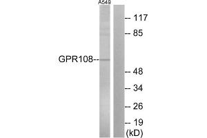 Western blot analysis of extracts from A549 cells, using GP108 antibody. (GPR108 Antikörper  (Internal Region))