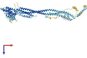 MFN1 Protein (AA 1-741) (His tag)