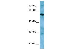 WB Suggested Anti-APLF Antibody Titration: 1. (APLF Antikörper  (C-Term))