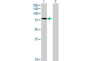 Western Blot analysis of NUB1 expression in transfected 293T cell line by NUB1 MaxPab polyclonal antibody.
