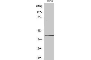 Western Blotting (WB) image for anti-UDP-Gal:betaGlcNAc beta 1,3-Galactosyltransferase, Polypeptide 1 (B3GALT1) (Internal Region) antibody (ABIN3178036) (B3GALT1 Antikörper  (Internal Region))