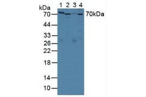 Figure . (SERPINA10 Antikörper  (AA 278-425))