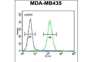 Flow cytometric analysis of MDA-MB435 cells (right histogram) compared to a negative control cell (left histogram). (SMYD4 Antikörper  (C-Term))