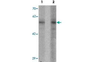 Western blot analysis of NIH/3T3 cell lysate with BMP15 polyclonal antibody  at (1) 1 and (2) 2 ug/mL. (BMP15 Antikörper  (N-Term))