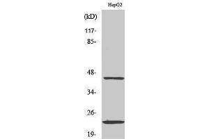 Western Blotting (WB) image for anti-CD83 (CD83) (Internal Region) antibody (ABIN3183788) (CD83 Antikörper  (Internal Region))
