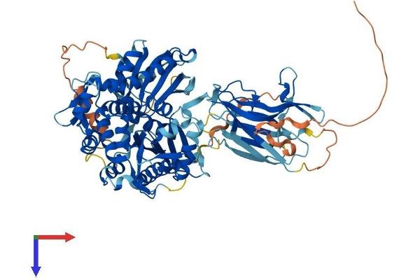 HSPA12B Protein (AA 1-686) (His tag)