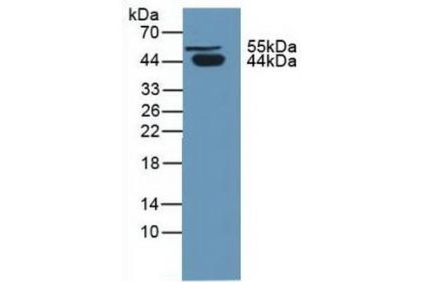 SERPINA5 Antikörper  (AA 43-406)