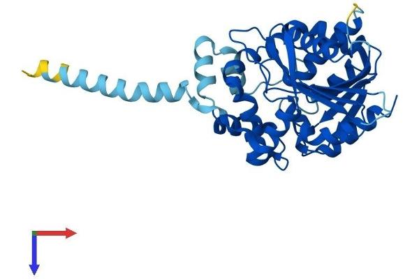 MEST Protein (AA 1-335) (His tag)
