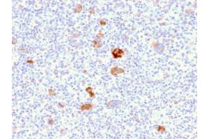 SDS-PAGE Analysis Purified Bcl-x Mouse Monoclonal Antibody (BCL2L1/2406). (BCL2L1 Antikörper  (AA 1-135))